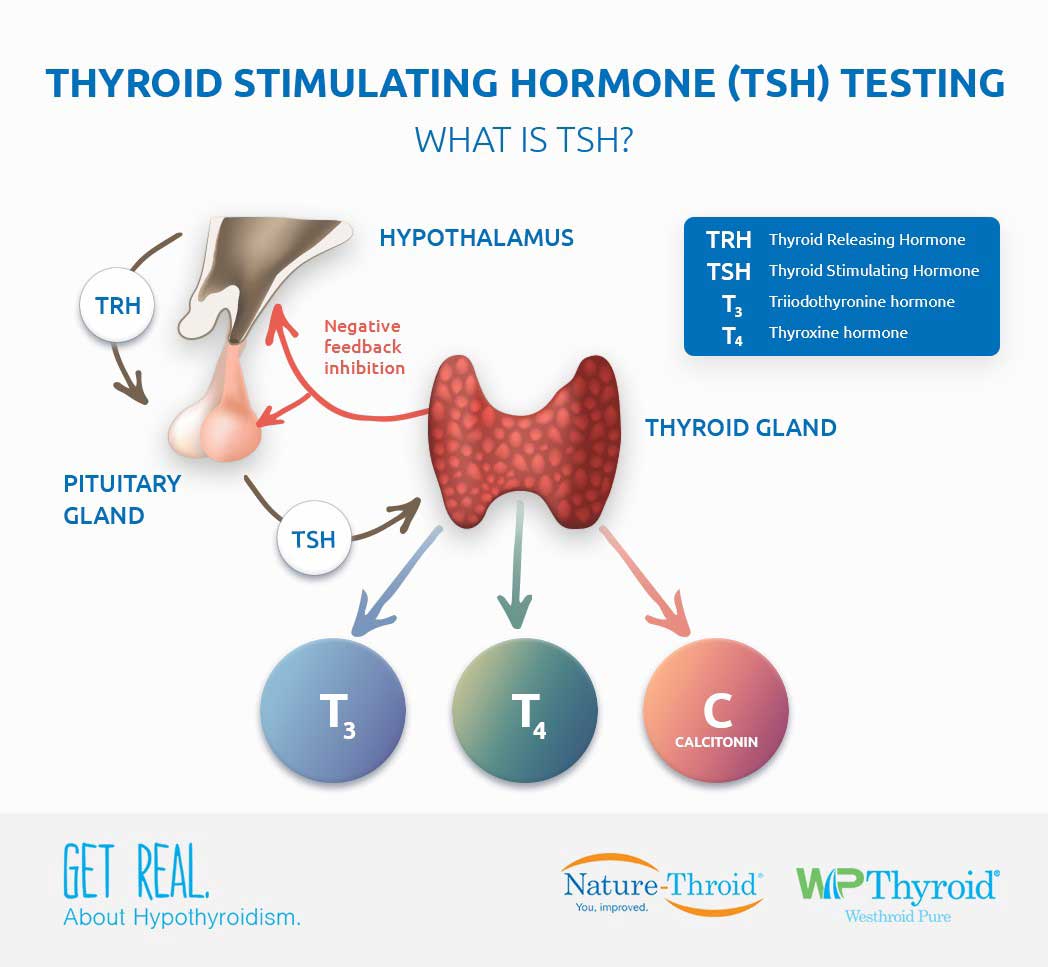 free thyroxine t4 levels